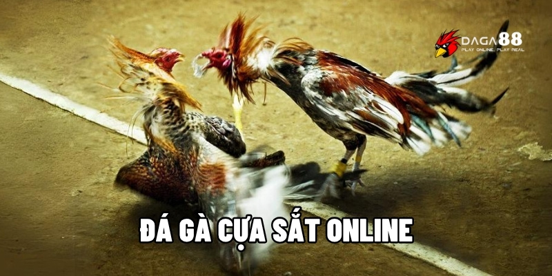 Đá gà cựa sắt