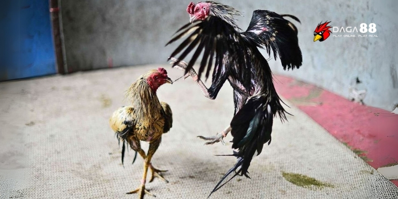 Mãn nhãn từng pha đấu đỉnh cao chỉ có tại GA88