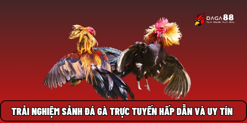 Trải nghiệm sảnh đá gà trực tuyến hấp dẫn và uy tín