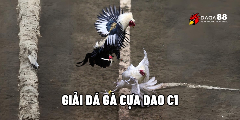 Giải đá gà cựa dao C1