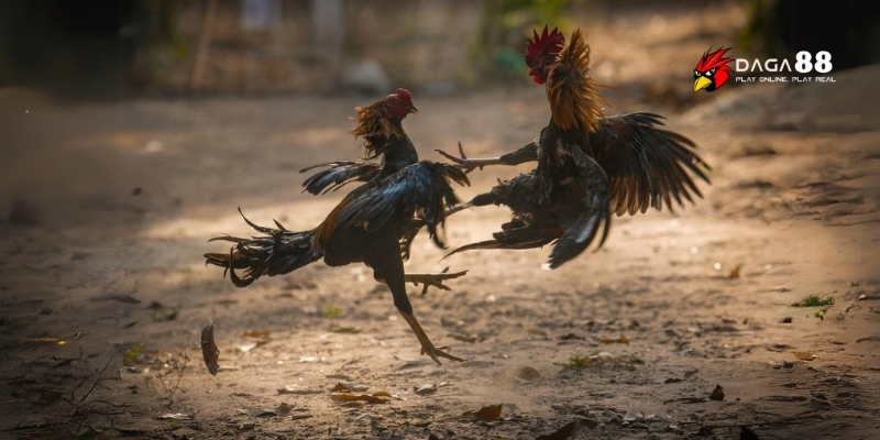 Chiến kê luyện chuẩn lối đá hay thắng đậm mọi sới